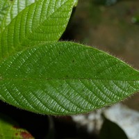 Dipterocarpus hispidus Thwaites